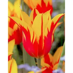 ბოლქვოვანი HBM BES Tulipa Fire Wings (x5)