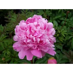 ბოლქვი იორდასალამი ვარდისფერი პიონია HBM BES Paeonia Pink 1/2 1 ც