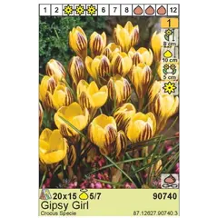 ბოლქვი HBM ზაფრანა Gipsy Girl 5/7 15 ც