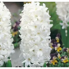 ბოლქვი BUD HBM სუმბული Hyacinthus Carnegie 14/15 3 ც