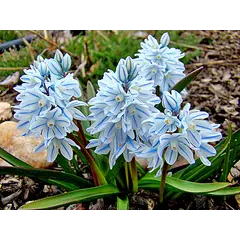 ბოლქვი BES HBM Puschkinia Libanotica 5/7 15 ც