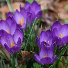 ბოლქვი BUD HBM კროკუსი Crocus Ruby Giant 5/7 7 ც