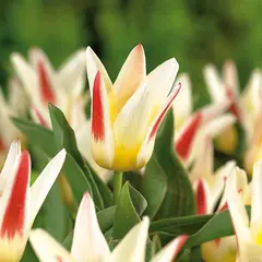 ბოლქვი BUD HBM ტიტა Tulipa Johann Strauss 10/11 2 ც