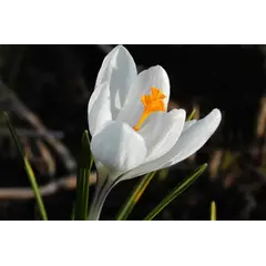 ბოლქვი DAY HBM კროკუსი Crocus Jeanne D'Arc 7/8 10 ც