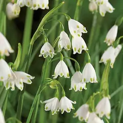 ბოლქვოვანი HBM STAR CAPPERLINE STA Leucocjum Aestivum (x5)