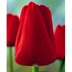 ბოლქვი BES HBM Tulipa Ile de France 10/11 5 ც