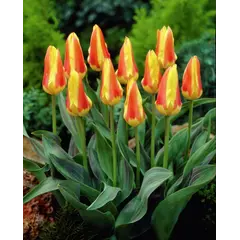 ბოლქვი BUD HBM ტიტა Tulipa Corona 10/11 2 ც
