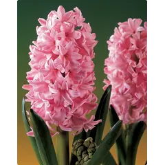 ბოლქვი BES HBM სუმბული Hyacinthus Fondant 14/15 3 ც