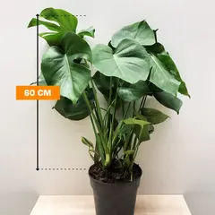 მონსტერა Monstera deliciosa 60 სმ