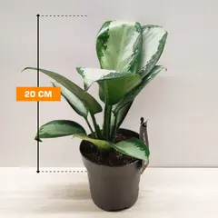 აგლაონემა Aglaonema Silver Blue 20 სმ