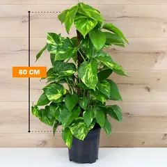 ეპიპრემნუმ Epipremnum Mosstick 60 სმ