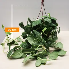 სცინდაფსუსი SCINDAPSUS PICTUS HANGING 90 სმ