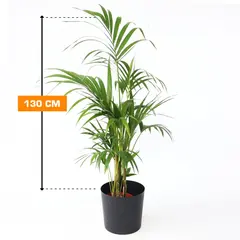 ჰოვეა HOWEA KENTIA 130 სმ