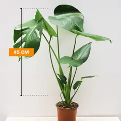 მონსტერა Monstera deliciosa in Delft Blue keramiek 45 სმ