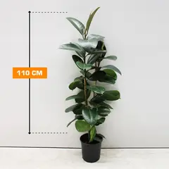 ფიკუსი FICUS ELASTICA ROBUSTA 2PP 110 სმ