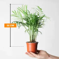 ხამედორეა Chamedorea 32 სმ