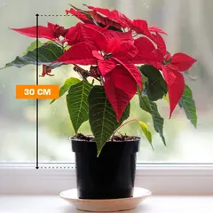 პუანსეტია Poinsettia 30 სმ