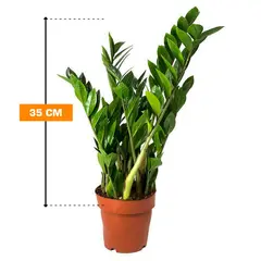 ზამიოკულკასი Zamioculcas zamiifolia 4 veren 35 სმ