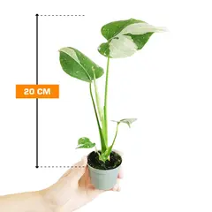 მონსტერა Monstera deliciosa Thai Constellation 20 სმ