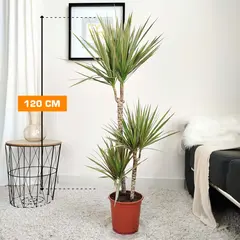 დრაცენა Dracaena Bicolor 120 სმ