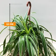 ქლოროფიტუმი CHLOROPHYTUM HANGING 50 სმ