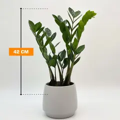 ზამიოკულკასი 42 სმ