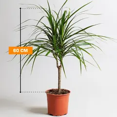 დრაცენა Marginata 1PP