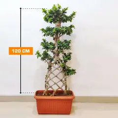 ფიკუსი FICUS MICROCARPA 120 სმ