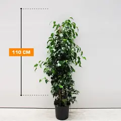 ფიკუსი FICUS MIX 110 სმ