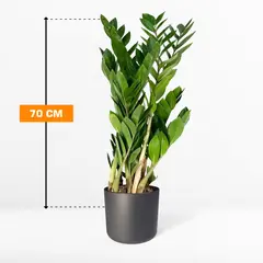 ზამიოკულკასი Zamioculcas 70 სმ