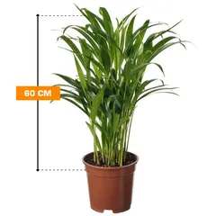 დიფსისი Dypsis lutescens Areca 60 სმ