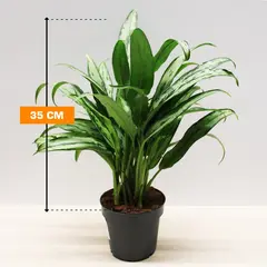 აგლაონემა Aglaonema mixed 35 სმ