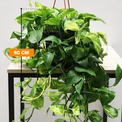 ეპიპრემნუმ Epipremnum hanging 90 SM