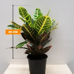 კროტონი CODIAEUM CROTON PETRA 40 სმ