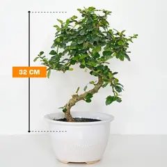 ბონსაი Bonsai Carmona 32 სმ