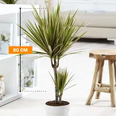 დრაცენა Dracaena Bicolor 80 სმ
