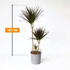 დრაცენა Magenta 3PP 100 სმ