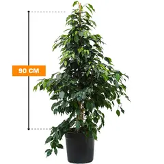 ფიკუსი Ficus Ben mixed 3 species forever green mix 90 სმ