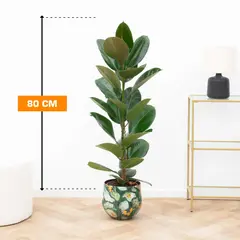ფიკუსი FICUS ELASTICA ROBUSTA 1PP 80 სმ