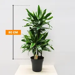 დრაცენა DRACAENA FRAGRANS GOLD COAST 3PP 80 სმ