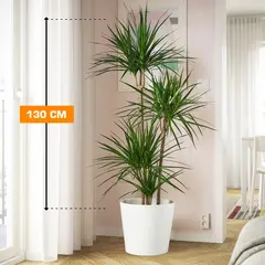 დრაცენა Marginata 4PP 130 სმ