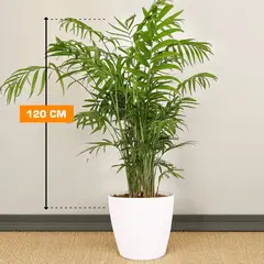 ხამედორეა Chamedorea 120 სმ