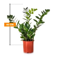 ზამიოკულკასი Zamioculcas 60 სმ