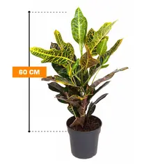 კოდიუმი Codiaeum variegatum 60 სმ