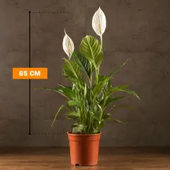 სპატიფილუმი Spathiphyllum Vivaldi 65 სმ