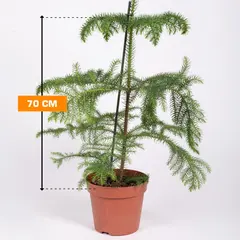 არაუკარია Araucaria 70 სმ