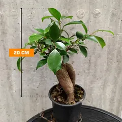 ფიკუსი MICROCARPA GINSENG 100 GR