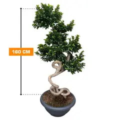 ფიკუსი MICROCARPA DRAGON SHAPE 160 cm