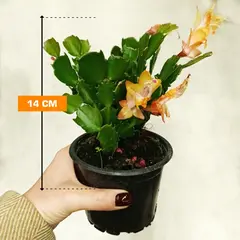 შლუმბერგერა 14 სმ