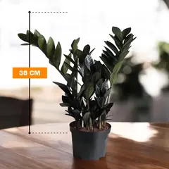 ზამიოკულკასი Zamioculcas Dowon raven 38 სმ